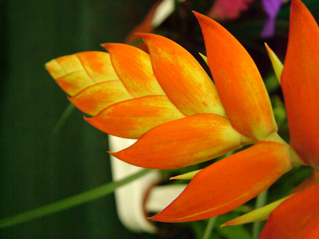 تیلاندزیا دیریانا